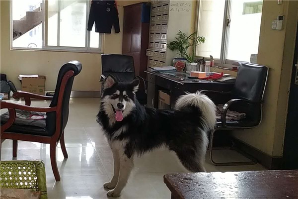 安保人員將哈士奇犬鎖在保安室以免傷人.jpg